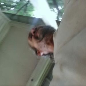 Meet your Posher, Joe